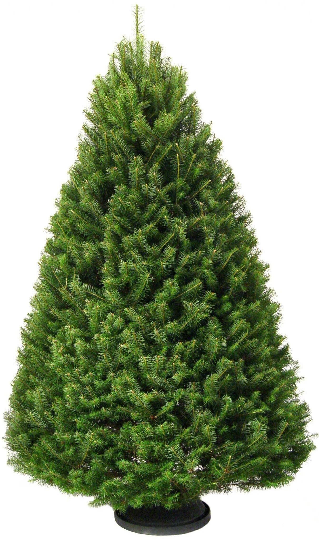 Cut Tree