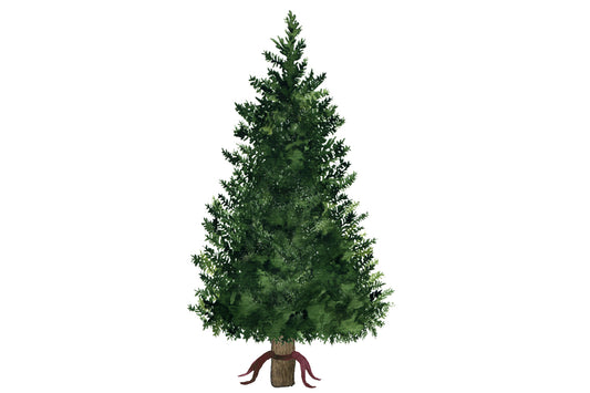 Cut tree 7ft Douglas Fir - D/O