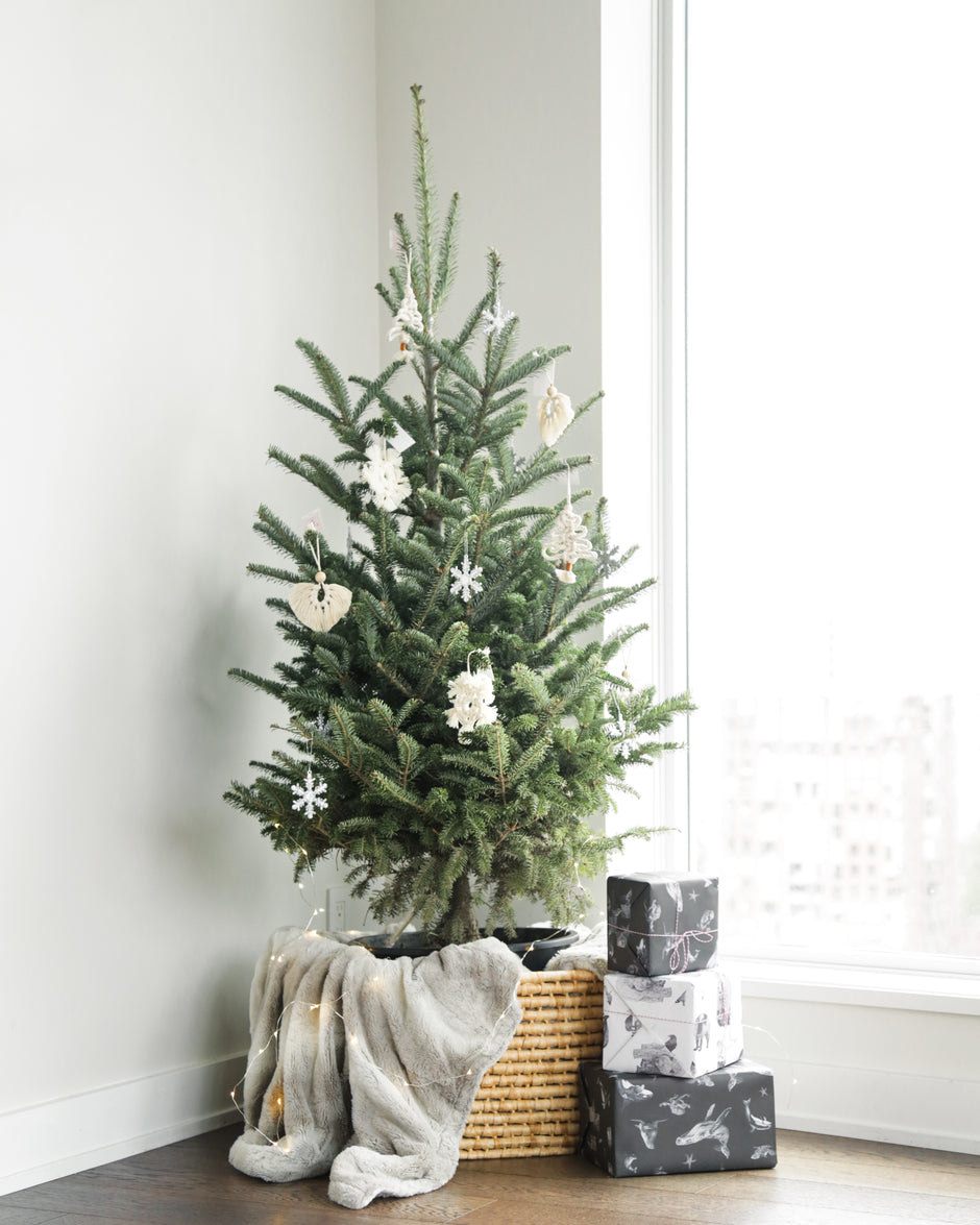 Vancouver Christmas Tree Delivery - Order Online Now – Evergrow ...